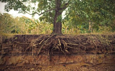 Why early-stage ventures can’t ignore brand building.