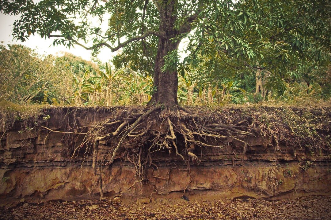 Split view of a tree under and above ground.