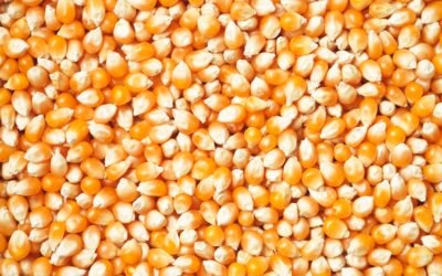 Is lack of focus stunting your growth?